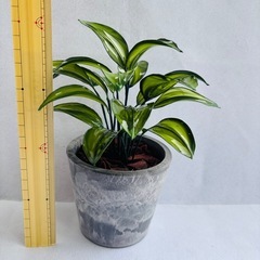 つやつやでマーブル模様がかわいいポトスꪔ̤̮の画像