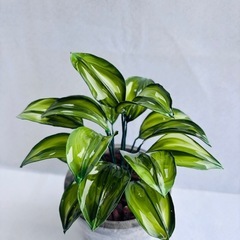 つやつやでマーブル模様がかわいいポトスꪔ̤̮の画像