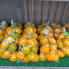 みかん100円の画像