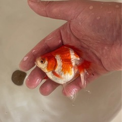 金魚　琉金
の画像