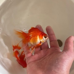 金魚　琉金
の画像