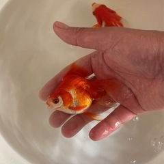 金魚　琉金
の画像