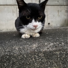 多頭飼育でご飯もらえない2匹の里親さん募集です。