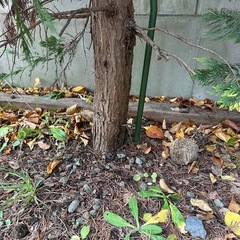 植木を格安で！‼️の画像