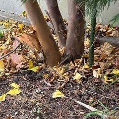 植木を格安で！‼️の画像