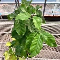 お問い合わせ商品　観葉植物2点セットの画像