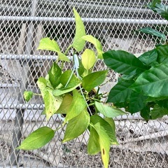 お問い合わせ商品　観葉植物2点セットの画像