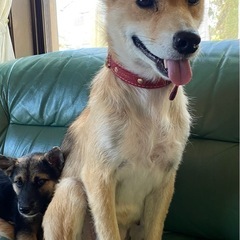 雑種の保護犬です。他掲載わんちゃんのお母さん犬です。