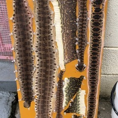 ハブ捕獲の画像