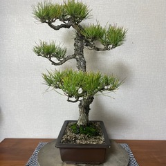 赤松盆栽　　黒松五葉松真柏の画像