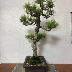 赤松盆栽　　黒松五葉松真柏の画像