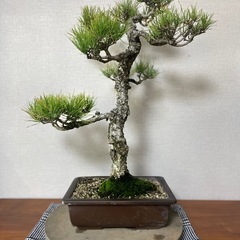 赤松盆栽　　黒松五葉松真柏の画像