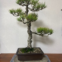 赤松盆栽　　黒松五葉松真柏の画像