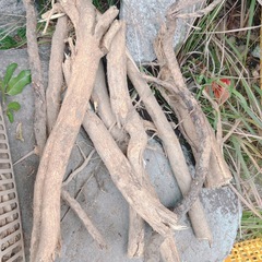 枯れ枝　木の枝　の画像