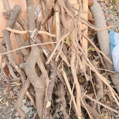枯れ枝　木の枝　の画像