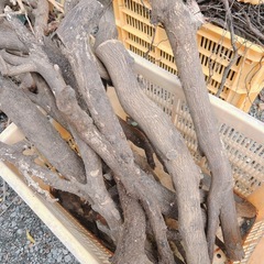 枯れ枝　木の枝　の画像