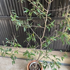 オリーブの木の画像