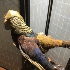 金鶏剥製　40年以上前の物の画像