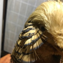 金鶏剥製　40年以上前の物の画像