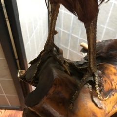 金鶏剥製　40年以上前の物の画像