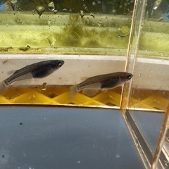 メダカ ゾンビ 2ペア 選別漏れの画像