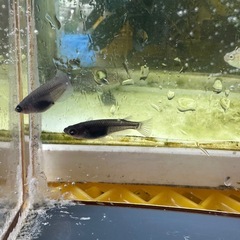 メダカ ゾンビ 2ペア 選別漏れの画像