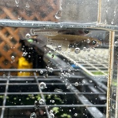 メダカ ゾンビ 2ペア 選別漏れの画像