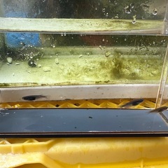 メダカ ゾンビ 2ペア 選別漏れの画像