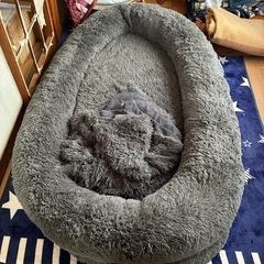 ペットと一緒に寝れるベッドの画像