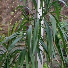 １０号鉢植ユッカエレファンティペス　１６０センチの画像