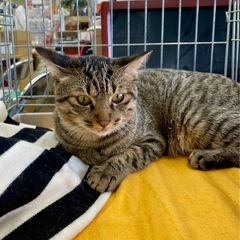 キジトラ　オス