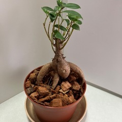 50代女性友達募集