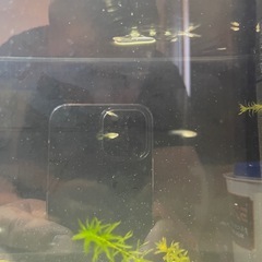 決まりました。終了グッピーのメス10匹程度可愛がってくれる方にあげます。の画像