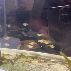 決まりました。終了グッピーのメス10匹程度可愛がってくれる方にあげます。の画像