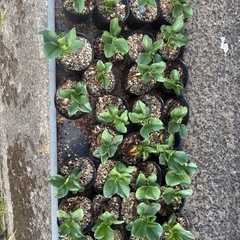 そら豆(ポット)の画像