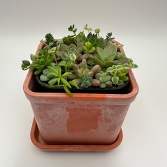 多肉植物 寄せ植え 赤（ポット付）の画像