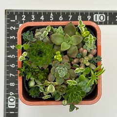 多肉植物 寄せ植え 赤（ポット付）の画像
