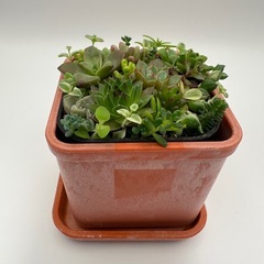 多肉植物 寄せ植え 赤（ポット付）の画像