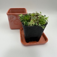 多肉植物 寄せ植え 赤（ポット付）の画像