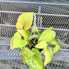 観葉植物3鉢セット　ポトス、ダイギンリュウ、フィロデンドロンの画像