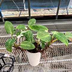 観葉植物3鉢セット　ポトス、ダイギンリュウ、フィロデンドロンの画像