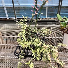 観葉植物3鉢セット　ポトス、ダイギンリュウ、フィロデンドロンの画像