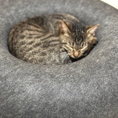 ドーナツ型ペットベッドの画像