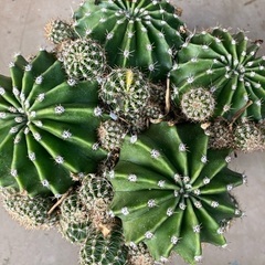 決まりました！【あげます】サボテン🌵の画像