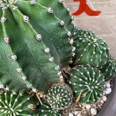決まりました！【あげます】サボテン🌵の画像