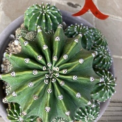 決まりました！【あげます】サボテン🌵の画像