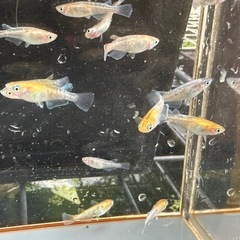 取り置き中 メダカ 龍炎 14匹 選別漏れの画像