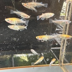 取り置き中 メダカ 龍炎 14匹 選別漏れの画像