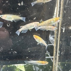 取り置き中 メダカ 龍炎 14匹 選別漏れの画像