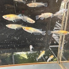 取り置き中 メダカ 龍炎 14匹 選別漏れの画像